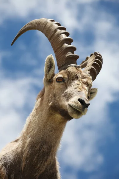 Закрыть Вид Молодой Capra Ibex Возле Белого Озера Возле Шамони — стоковое фото