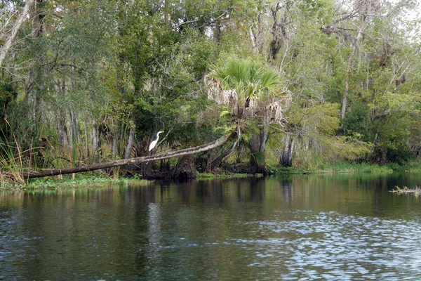 Arroyo Fluye Través Remoto Exuberante Bosque Tropical — Foto de Stock