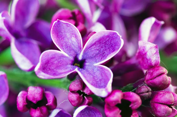 Lila Virágok Virágzó Absztrakt Háttér Makró Fotó — Stock Fotó
