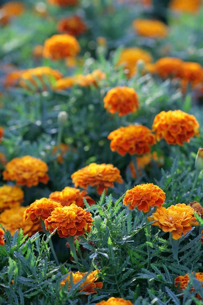 Primer Plano Hermosas Flores —  Fotos de Stock