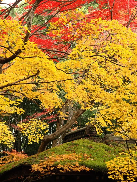 Φθινόπωρο Στο Kotoin Υποναό Στο Ναό Daitoku Στο Κιότο Ιαπωνία — Φωτογραφία Αρχείου