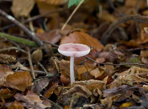 Close Van Paddestoelen Het Bos — Stockfoto