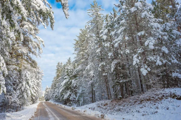 Une Matinée Hiver Ensoleillée Glacée Éclaire Les Forêts Drapées Neige — Photo