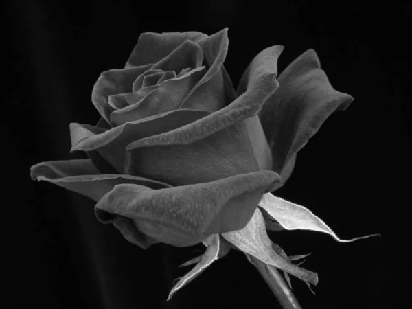 single red rose on plain black background