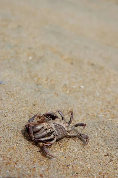 Död Krabba Sand — Stockfoto