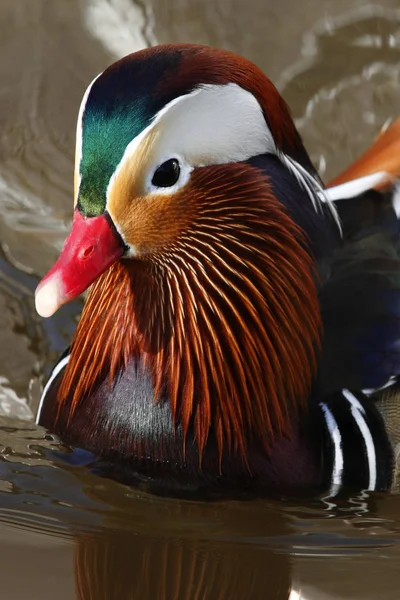 close-up of bird, selective focus
