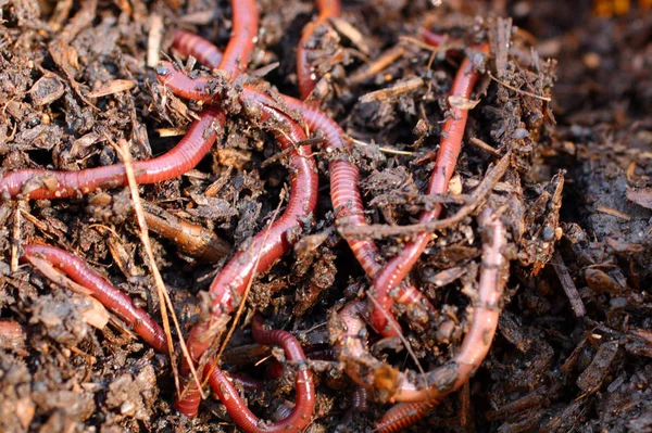 Rote Würmer Kompost Köder Zum Fischen — Stockfoto
