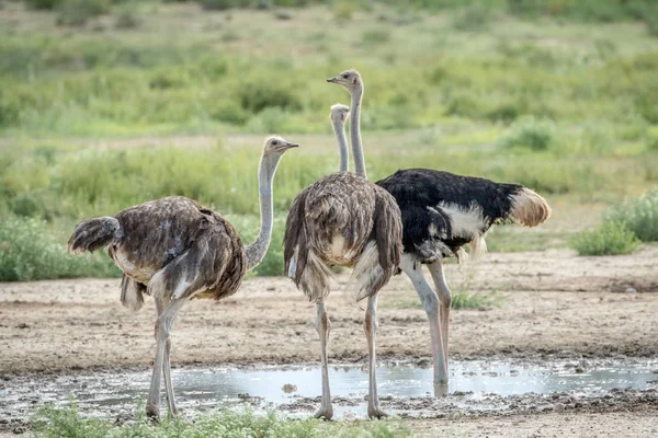 Avestruzes Lado Uma Piscina Água Parque Transfronteiriço Kalagadi África Sul — Fotografia de Stock