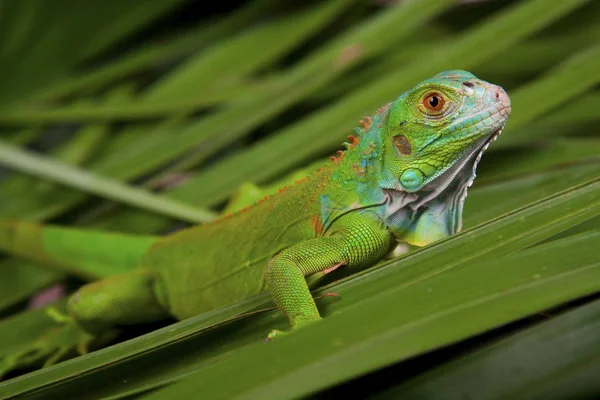 Green Lizard Close View — Stock Photo, Image