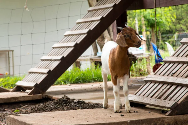 Goats Farm Thailand — Stock Photo, Image