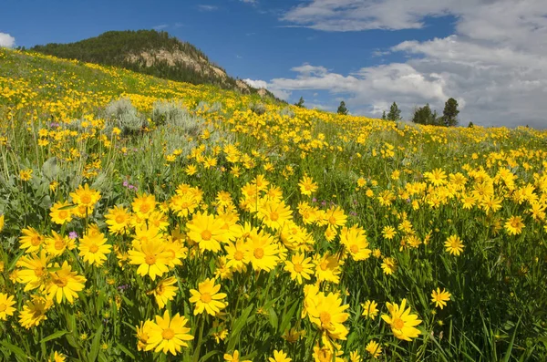 Prado Lleno Florecientes Flores Árnica Parque Nacional Yellowstone Condado Park — Foto de Stock