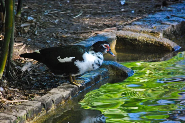 Muscovy Drake Przygotowuje Się Kąpieli Stawie — Zdjęcie stockowe