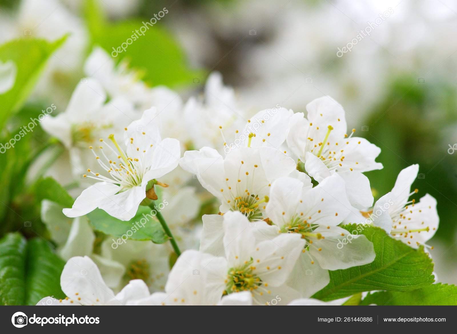 Primer Plano Las Flores Cerezo: fotografía de stock © YAYImages #261440886  | Depositphotos