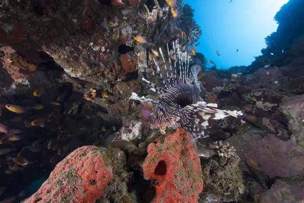 Рыбы Львы Тропических Водах Красного Моря — стоковое фото