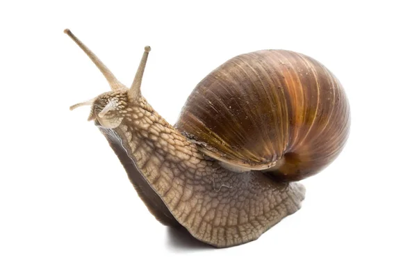 Funny Snail White Background — Stock Photo, Image