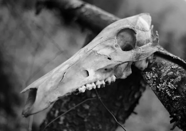 Dierlijke Schedel Van Een Dode Dier Het Bos Zwart Wit — Stockfoto