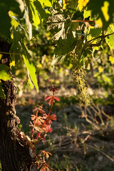 Pequena Planta Videira Uvas Verdes Vinha — Fotografia de Stock