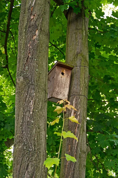 Casa Pássaros Colocada Entre Duas Árvores Parque Deutsch — Fotografia de Stock
