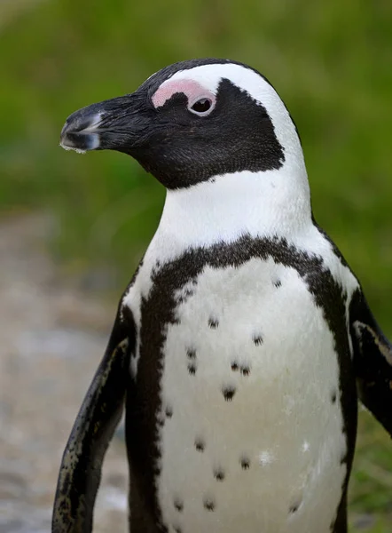 Pinguim Africano Ambulante Spheniscus Demersus Nos Boulders África Sul — Fotografia de Stock