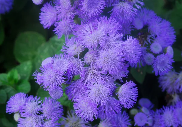 Blue Purple Hairy Flower Cluster Bloom — Stock Photo, Image