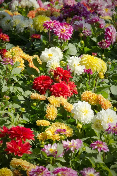 Dahliengarten Verschiedenen Farben — Stockfoto