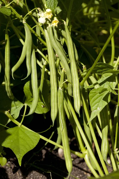 Feijão Verde Cultivado Arbusto Jardim — Fotografia de Stock