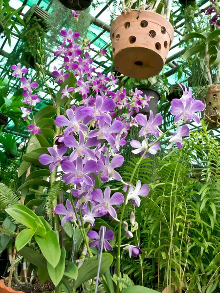 Fleurs Orchidée Fleurissent Journée — Photo