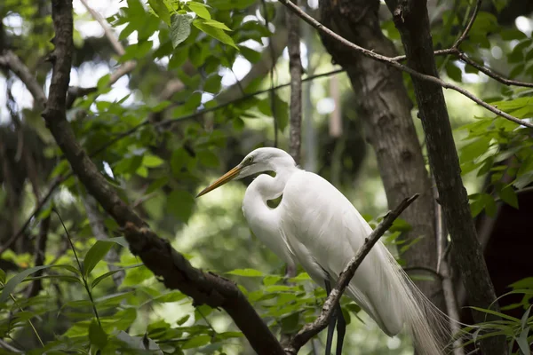 Ägretthäger Ardea Alba Ett Träd — Stockfoto