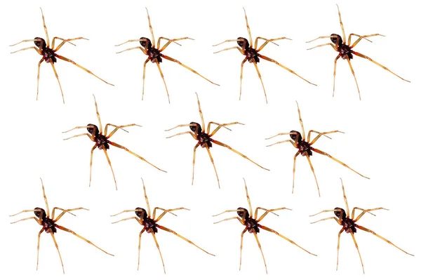 Closeup Army House Spiders — Stock Photo, Image