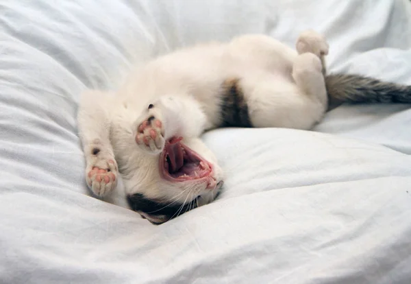 Pequeño Gatito Divertido Acostado Bostezando — Foto de Stock