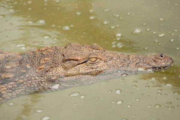 Krokodilok Vízben Úszás Körül — Stock Fotó