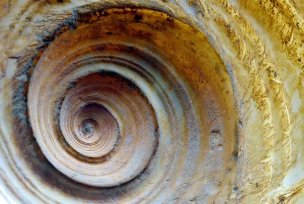 Close up of Sea Shell showing Spiral and Texture