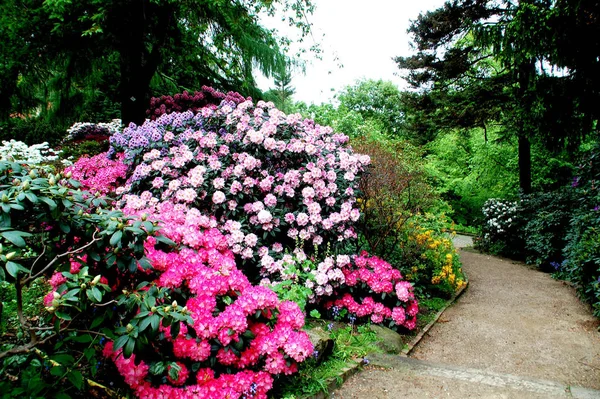 Közelről Virágzó Rhododendron Virágágyás — Stock Fotó