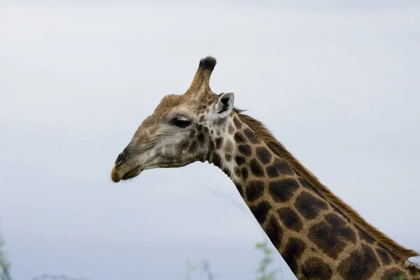 Vida Silvestre Sudáfrica Jirafa — Foto de Stock