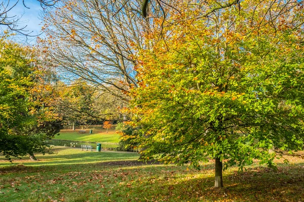 Golden Autumn Color Grove Park Harborne Birmingham — Stock Photo, Image
