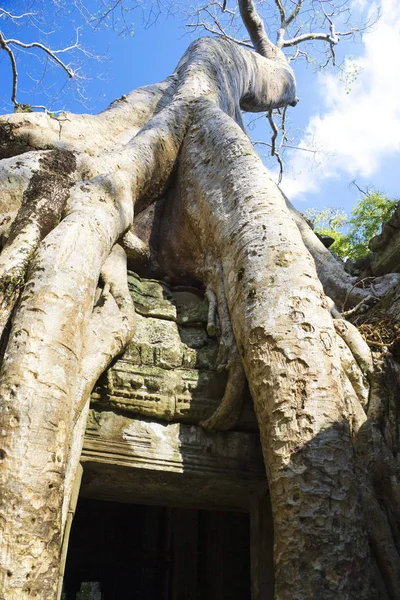 Imagem Uma Árvore Enorme Entrelaçando Entrada Prohm Patrimônio Mundial Unesco — Fotografia de Stock