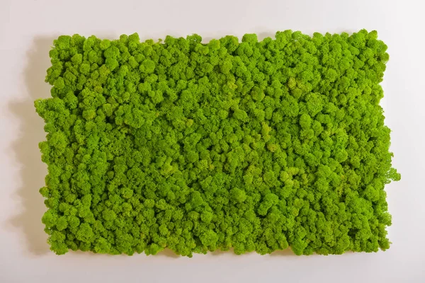 Βρύα Ταράνδων Τοίχο Πράσινη Διακόσμηση Τοίχου Κατασκευασμένα Από Τάρανδο Λειχήνα — Φωτογραφία Αρχείου