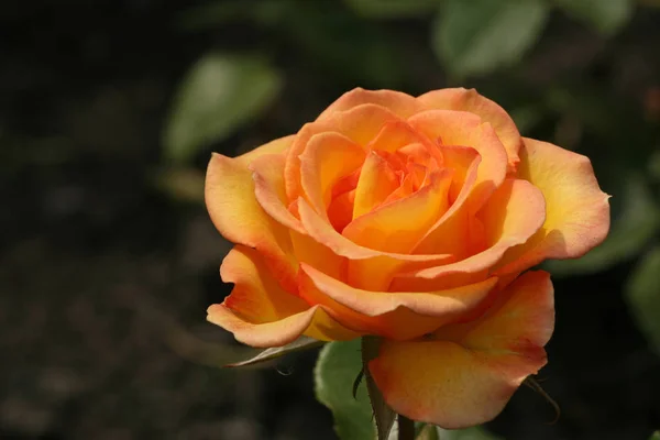 Brillante Flor Rosa Hermosa Luz Del Día Primer Plano — Foto de Stock