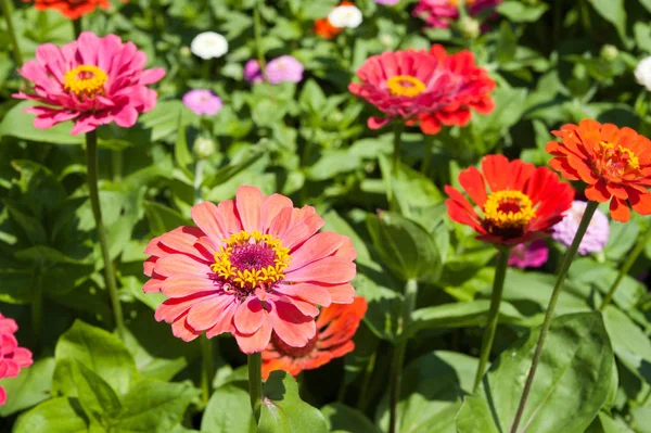 Zbliżenie Pięknych Kwiatów Gerbera — Zdjęcie stockowe