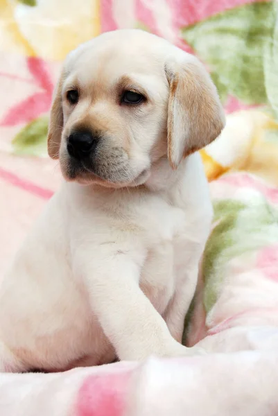 Cachorro Labrador Amarelo Meses Livre — Fotografia de Stock