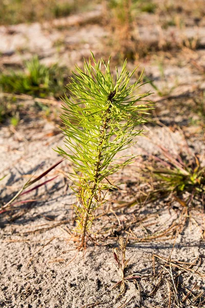 Pine Seedling Day Time — Stock Photo, Image