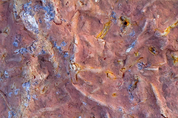 Paleontologie Fossielen Van Ongewervelde Dieren Niet Museum — Stockfoto