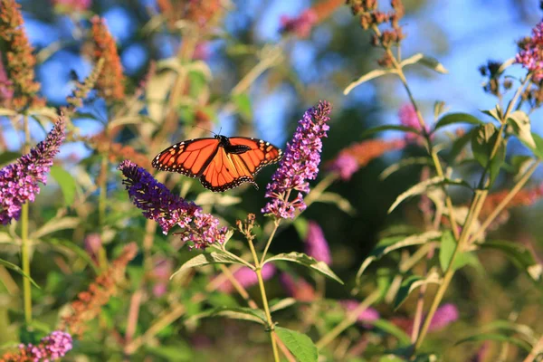 Monarca Borboleta Alimentação Tarde Sol — Fotografia de Stock