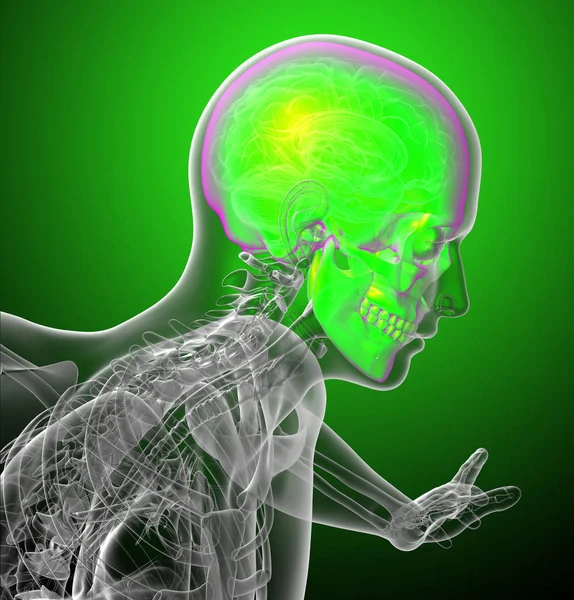 인간의 두개골의 렌더링 측면보기 — 스톡 사진