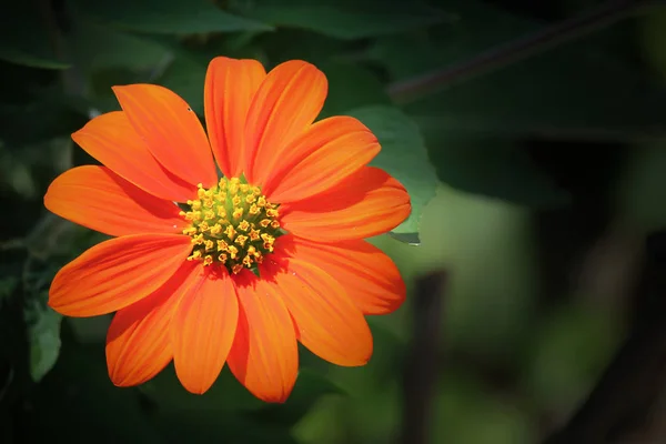 Gros Plan Fleur Soleil Orange Avec Fond Feuille Verte — Photo
