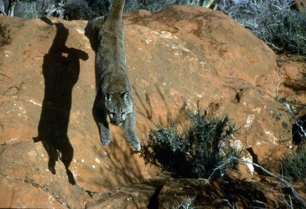 Adult mountain lion mid-jump off a rock