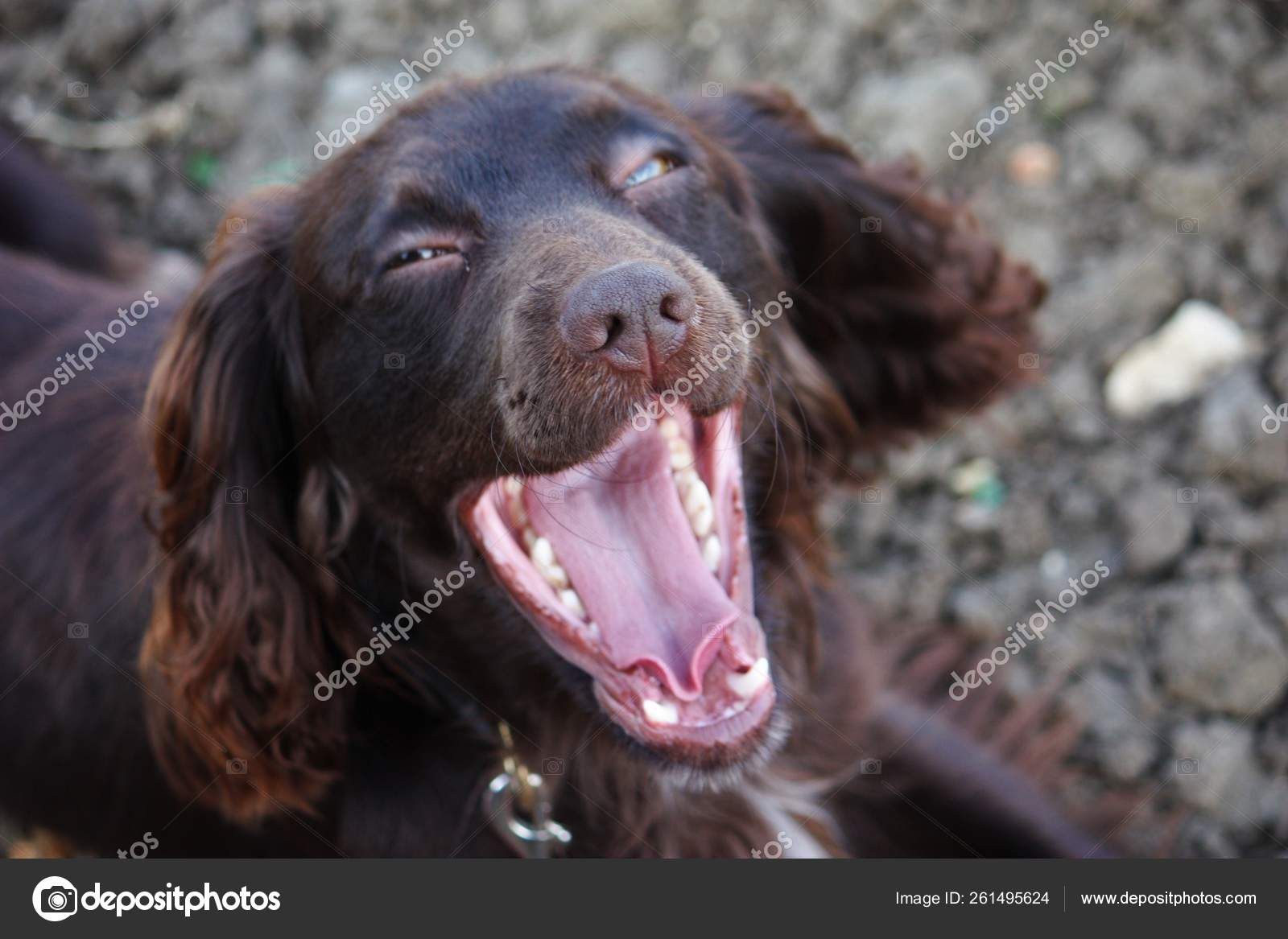 Chocolate springer spaniel puppy top