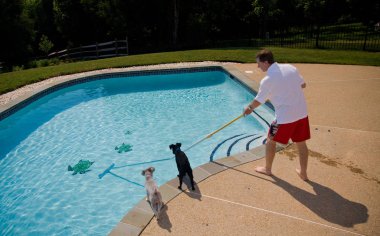 Middle aged man brushing swimming pool closely watched by two small dogs clipart