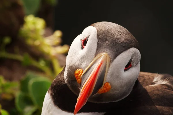 Atlantic Puffin Inclina Sua Cabeça Com Olhar Curioso Pássaro Agudamente — Fotografia de Stock