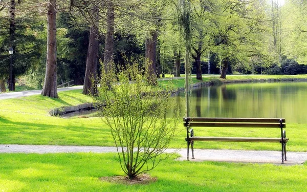 Vacker Grön Natur Parken — Stockfoto